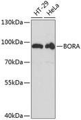 C13orf34 / BORA Antibody - Western blot analysis of extracts of various cell lines using BORA Polyclonal Antibody at dilution of 1:3000.