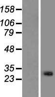 C13orf39 Protein - Western validation with an anti-DDK antibody * L: Control HEK293 lysate R: Over-expression lysate