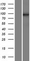 C14orf104 Protein - Western validation with an anti-DDK antibody * L: Control HEK293 lysate R: Over-expression lysate