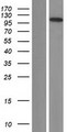 C14orf131 / ZNF839 Protein - Western validation with an anti-DDK antibody * L: Control HEK293 lysate R: Over-expression lysate