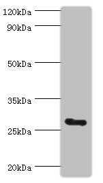 C14orf166 Antibody - Western blot All lanes: C14orf166 antibody at 6µg/ml + Mouse lung tissue Secondary Goat polyclonal to rabbit IgG at 1/10000 dilution Predicted band size: 28 kDa Observed band size: 28 kDa