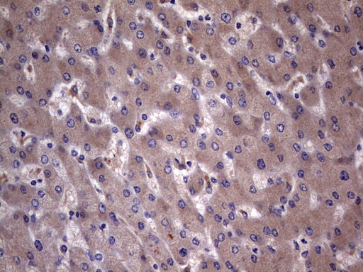 C14orf166 Antibody - IHC of paraffin-embedded Human liver tissue using anti-C14orf166 mouse monoclonal antibody. (Heat-induced epitope retrieval by 1 mM EDTA in 10mM Tris, pH8.5, 120°C for 3min).