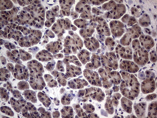 C14orf166 Antibody - IHC of paraffin-embedded Human pancreas tissue using anti-C14orf166 mouse monoclonal antibody. (Heat-induced epitope retrieval by 1 mM EDTA in 10mM Tris, pH8.5, 120°C for 3min).