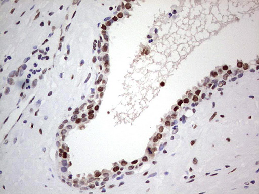 C14orf166 Antibody - IHC of paraffin-embedded Human prostate tissue using anti-C14orf166 mouse monoclonal antibody. (Heat-induced epitope retrieval by 1 mM EDTA in 10mM Tris, pH8.5, 120°C for 3min).