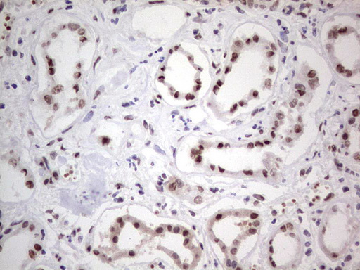 C14orf166 Antibody - IHC of paraffin-embedded Human Kidney tissue using anti-C14orf166 mouse monoclonal antibody. (Heat-induced epitope retrieval by 1 mM EDTA in 10mM Tris, pH8.5, 120°C for 3min).