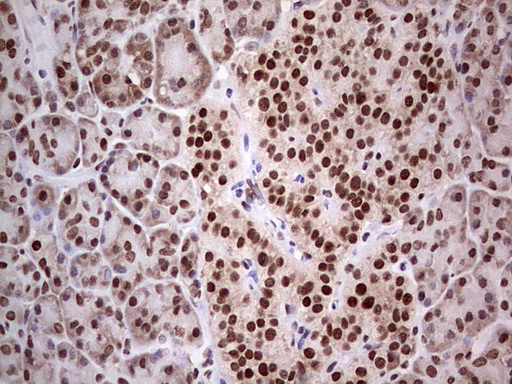 C14orf166 Antibody - IHC of paraffin-embedded Human pancreas tissue using anti-C14orf166 mouse monoclonal antibody. (Heat-induced epitope retrieval by 1 mM EDTA in 10mM Tris, pH8.5, 120°C for 3min).
