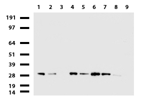 C14orf166 Antibody - Western blot of cell lysates. (35ug) from 9 different cell lines. (1: HepG2, 2: HeLa, 3: SV-T2, 4: A549. 5: Jurkat, 6: MDCK, 7: COS7, 8: PC-12, 9: MCF7).