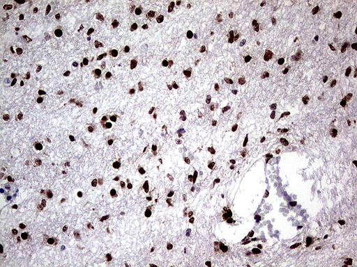 C14orf166 Antibody - Immunohistochemical staining of paraffin-embedded Human embryonic cerebellum using anti-C14orf166 mouse monoclonal antibody.  heat-induced epitope retrieval by 1 mM EDTA in 10mM Tris, pH8.5, 120C for 3min)