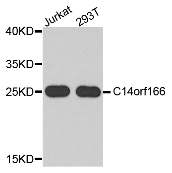 C14orf166 Antibody - Western blot analysis of extract of various cells.