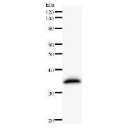 C14orf169 / NO66 Antibody - Western blot analysis of immunized recombinant protein, using anti-C14orf169 monoclonal antibody.