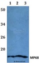 C14orf2 Antibody - Western blot of MP68 antibody at 1:500 dilution. Lane 1: HEK293T whole cell lysate. Lane 2: Raw264.7 whole cell lysate. Lane 3: H9C2 whole cell lysate.