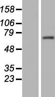 C14orf39 Protein - Western validation with an anti-DDK antibody * L: Control HEK293 lysate R: Over-expression lysate