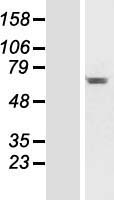 C14orf45 Protein - Western validation with an anti-DDK antibody * L: Control HEK293 lysate R: Over-expression lysate