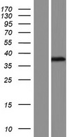 C14orf79 Protein - Western validation with an anti-DDK antibody * L: Control HEK293 lysate R: Over-expression lysate