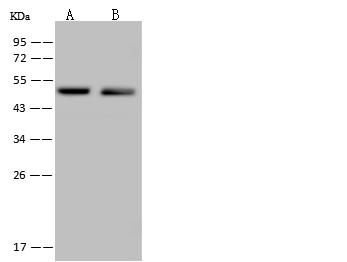 C14orf80 Antibody - Anti-C14orf80 rabbit polyclonal antibody at 1:500 dilution. Lane A: Jurkat Whole Cell Lysate. Lane B: U-251 MG Whole Cell Lysate. Lysates/proteins at 30 ug per lane. Secondary: Goat Anti-Rabbit IgG (H+L)/HRP at 1/10000 dilution. Developed using the ECL technique. Performed under reducing conditions. Predicted band size: 54 kDa. Observed band size: 54 kDa.
