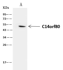 C14orf80 Antibody - C14orf80 was immunoprecipitated using: Lane A: 0.5 mg Jurkat Whole Cell Lysate. 4 uL anti-C14orf80 rabbit polyclonal antibody and 60 ug of Immunomagnetic beads Protein A/G. Primary antibody: Anti-C14orf80 rabbit polyclonal antibody, at 1:100 dilution. Secondary antibody: Clean-Blot IP Detection Reagent (HRP) at 1:1000 dilution. Developed using the ECL technique. Performed under reducing conditions. Predicted band size: 54 kDa. Observed band size: 50 kDa.