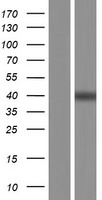 C14orf80 Protein - Western validation with an anti-DDK antibody * L: Control HEK293 lysate R: Over-expression lysate