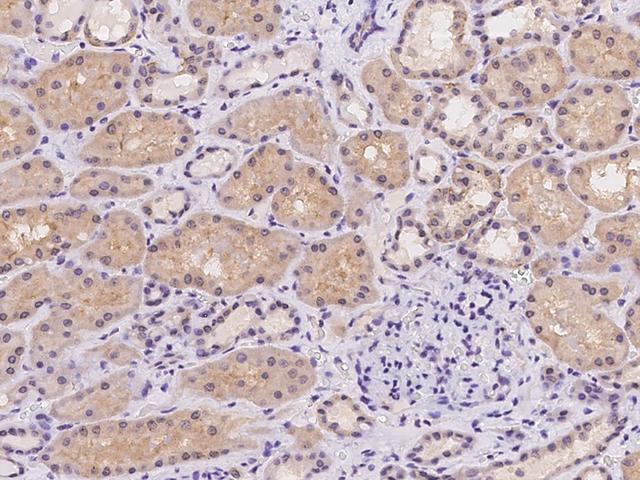 C15orf26 Antibody - Immunochemical staining of human C15orf26 in human kidney with rabbit polyclonal antibody at 1:100 dilution, formalin-fixed paraffin embedded sections.