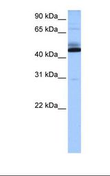 C15orf27 Antibody - Heart cell lysate. Antibody concentration: 0.5 ug/ml. Gel concentration: 12%.  This image was taken for the unconjugated form of this product. Other forms have not been tested.