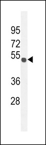 C15orf27 Antibody - CO027 Antibody western blot of mouse Neuro-2a cell line lysates (35 ug/lane). The CO027 antibody detected the CO027 protein (arrow).