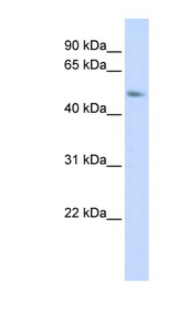 C15orf27 Antibody - C15orf27 antibody Western blot of 293T cell lysate. This image was taken for the unconjugated form of this product. Other forms have not been tested.