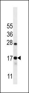 C15orf40 Antibody - CO040 Antibody western blot of Ramos cell line lysates (35 ug/lane). The CO040 antibody detected the CO040 protein (arrow).