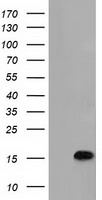 C15orf40 Antibody - HEK293T cells were transfected with the pCMV6-ENTRY control (Left lane) or pCMV6-ENTRY C15orf40 (Right lane) cDNA for 48 hrs and lysed. Equivalent amounts of cell lysates (5 ug per lane) were separated by SDS-PAGE and immunoblotted with anti-C15orf40.