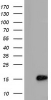 C15orf40 Antibody - HEK293T cells were transfected with the pCMV6-ENTRY control (Left lane) or pCMV6-ENTRY C15orf40 (Right lane) cDNA for 48 hrs and lysed. Equivalent amounts of cell lysates (5 ug per lane) were separated by SDS-PAGE and immunoblotted with anti-C15orf40.