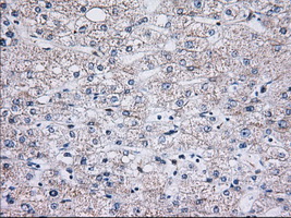 C15orf40 Antibody - Immunohistochemical staining of paraffin-embedded Human liver tissue using anti-C15orf40 mouse monoclonal antibody. (Dilution 1:50).