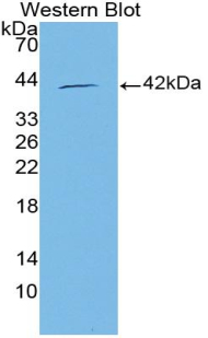 C15orf48 / NMES1 Antibody - Western blot of recombinant C15orf48.