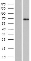 C15orf52 Protein - Western validation with an anti-DDK antibody * L: Control HEK293 lysate R: Over-expression lysate