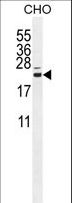C16orf13 Antibody - CP013 Antibody western blot of CHO cell line lysates (35 ug/lane). The CP013 antibody detected the CP013 protein (arrow).
