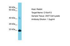 C16orf13 Antibody -  This image was taken for the unconjugated form of this product. Other forms have not been tested.