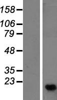 C16orf13 Protein - Western validation with an anti-DDK antibody * L: Control HEK293 lysate R: Over-expression lysate