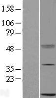 C16orf13 Protein - Western validation with an anti-DDK antibody * L: Control HEK293 lysate R: Over-expression lysate