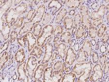 C16orf45 Antibody - Immunochemical staining of human C16orf45 in human kidney with rabbit polyclonal antibody at 1:100 dilution, formalin-fixed paraffin embedded sections.