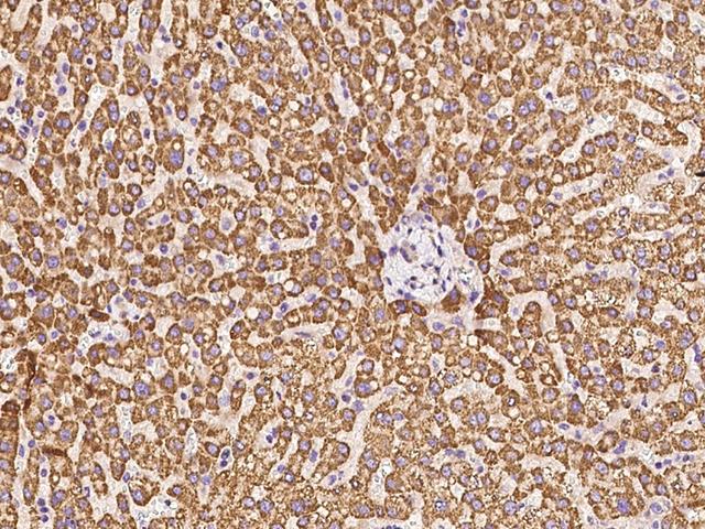 C16orf45 Antibody - Immunochemical staining of human C16orf45 in human liver with rabbit polyclonal antibody at 1:100 dilution, formalin-fixed paraffin embedded sections.