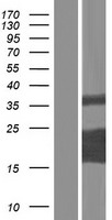 C16orf45 Protein - Western validation with an anti-DDK antibody * L: Control HEK293 lysate R: Over-expression lysate