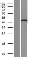 C16orf46 Protein - Western validation with an anti-DDK antibody * L: Control HEK293 lysate R: Over-expression lysate