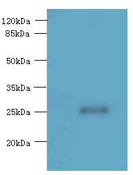 C16orf48 Antibody - Western blot. All lanes: ENKD1 antibody at 7 ug/ml+ Mouse brain tissue Goat polyclonal to rabbit at 1:10000 dilution. Predicted band size: 27 kDa. Observed band size: 27 kDa.