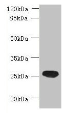 C16orf48 Antibody - Western blot All lanes: ENKD1 antibody at 7µg/ml + Mouse brain tissue Secondary Goat polyclonal to rabbit IgG at 1/10000 dilution Predicted band size: 39, 26 kDa Observed band size: 26 kDa