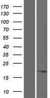C16orf52 Protein - Western validation with an anti-DDK antibody * L: Control HEK293 lysate R: Over-expression lysate