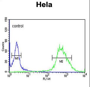 C16orf54 Antibody - CP054 Antibody flow cytometry of HeLa cells (right histogram) compared to a negative control cell (left histogram). FITC-conjugated goat-anti-rabbit secondary antibodies were used for the analysis.