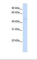 C16orf58 Antibody - HepG2 cell lysate. Antibody concentration: 1.0 ug/ml. Gel concentration: 12%.  This image was taken for the unconjugated form of this product. Other forms have not been tested.