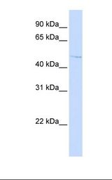 C16orf58 Antibody - HepG2 cell lysate. Antibody concentration: 1.0 ug/ml. Gel concentration: 12%.  This image was taken for the unconjugated form of this product. Other forms have not been tested.