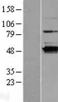 C16orf58 Protein - Western validation with an anti-DDK antibody * L: Control HEK293 lysate R: Over-expression lysate