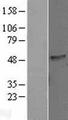 C16orf70 / LIN10 Protein - Western validation with an anti-DDK antibody * L: Control HEK293 lysate R: Over-expression lysate
