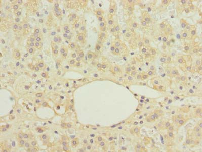 C16orf78 Antibody - Immunohistochemistry of paraffin-embedded human adrenal gland tissue using antibody at dilution of 1:100.