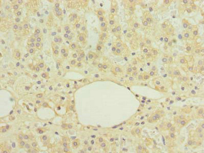 C16orf78 Antibody - Immunohistochemistry of paraffin-embedded human adrenal gland tissue using C16orf78 Antibody at dilution of 1:100