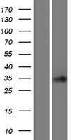 C16orf86 Protein - Western validation with an anti-DDK antibody * L: Control HEK293 lysate R: Over-expression lysate